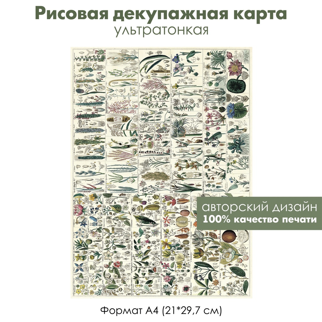Декупажная рисовая карта Ботанический атлас, формат А4