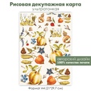 Декупажная рисовая карта Винтажные картинки фрукты, овощи, бабочки, ботанический атлас, формат А4
