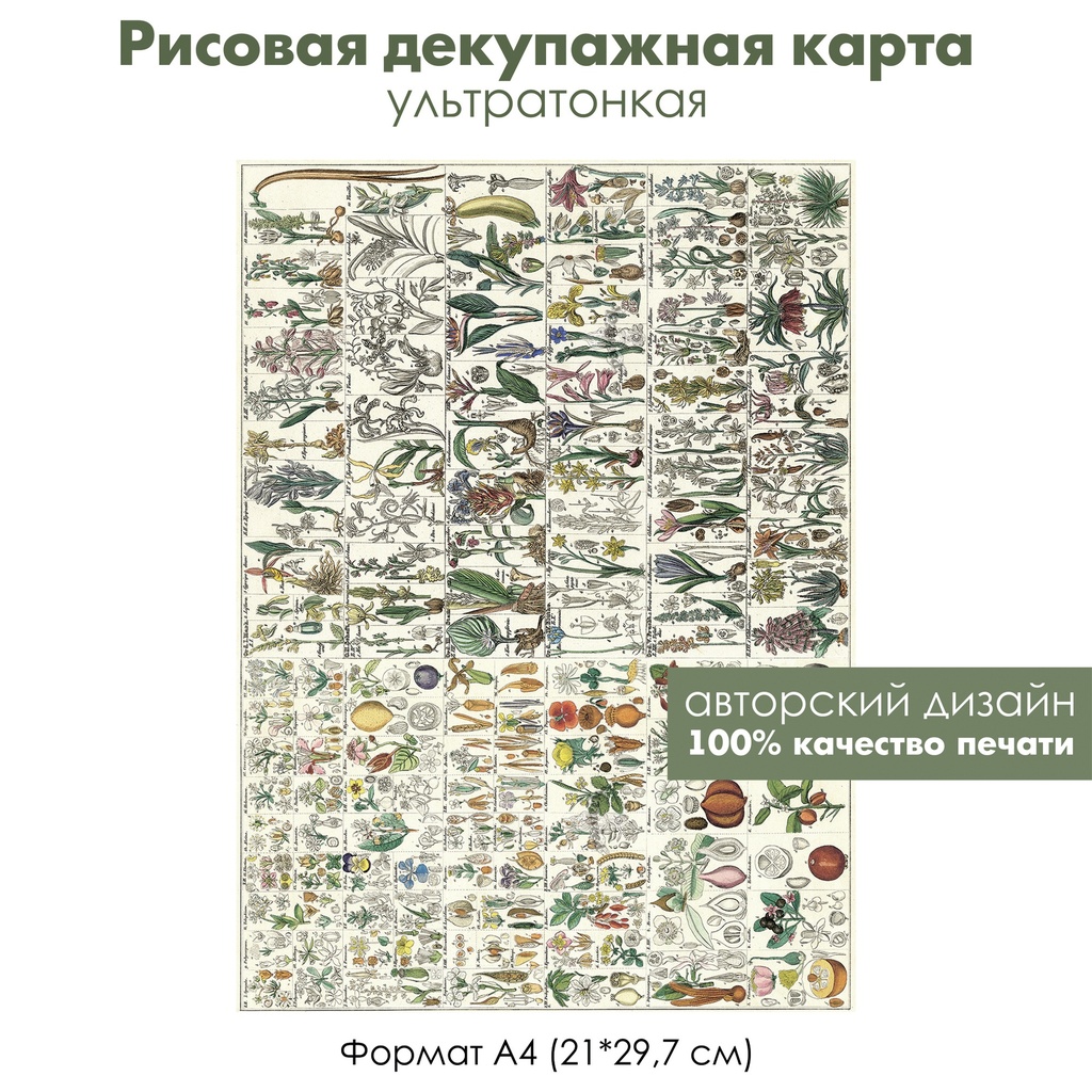 Декупажная рисовая карта Ягоды и фрукты, ботанический атлас, формат А4