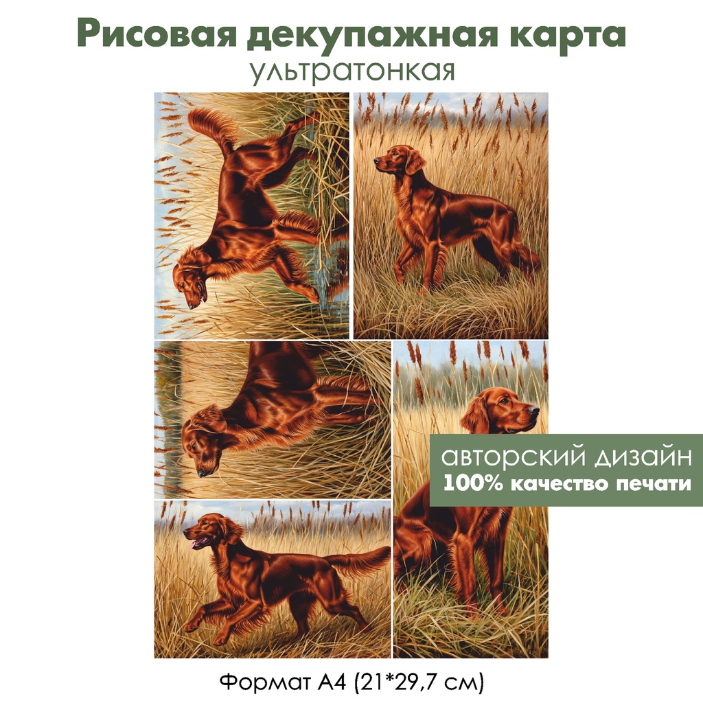 Декупажная рисовая карта Ирландский сеттер, формат А4